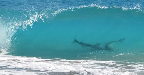 Bãi biển Volusia, Florida, Mỹ là nơi ghi nhận có nhiều cuộc tấn công bởi cá mập, thậm chí còn hơn cả những bãi biển ở vùng Nam Phi.